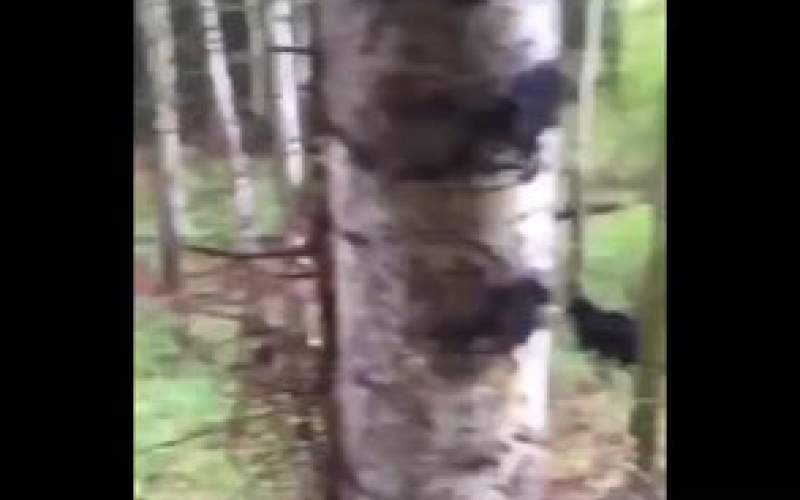 مهارت دو خرس وحشی در بالا رفتن از درخت!