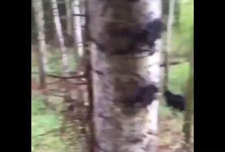 مهارت دو خرس وحشی در بالا رفتن از درخت!