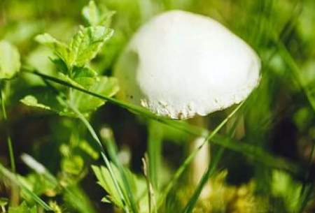 کشنده‌ترین قارچ جهان معروف به «جام مرگ»