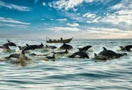 دلفین‌های جزیره هنگام همراه با گردشگران