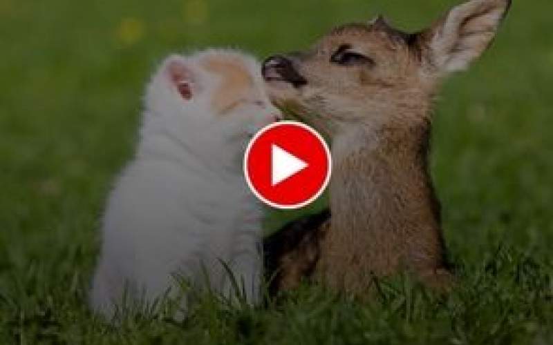 ویدیویی از نوازش‌های یک گربه توسط بچه آهو