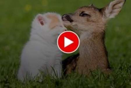 ویدیویی از نوازش‌های یک گربه توسط بچه آهو