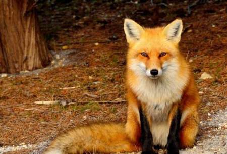 ویدئویی زیبا از ظاهر جذاب روباه