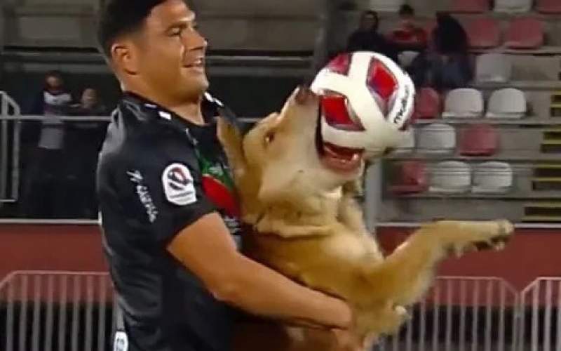 سگ بازیگوش یک مسابقه فوتبال را مختل کرد