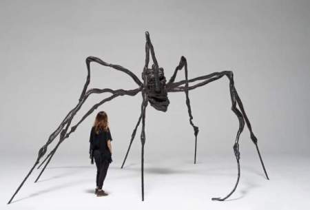 عنکبوت غول‌پیکر که رکورد جهانی را شکست