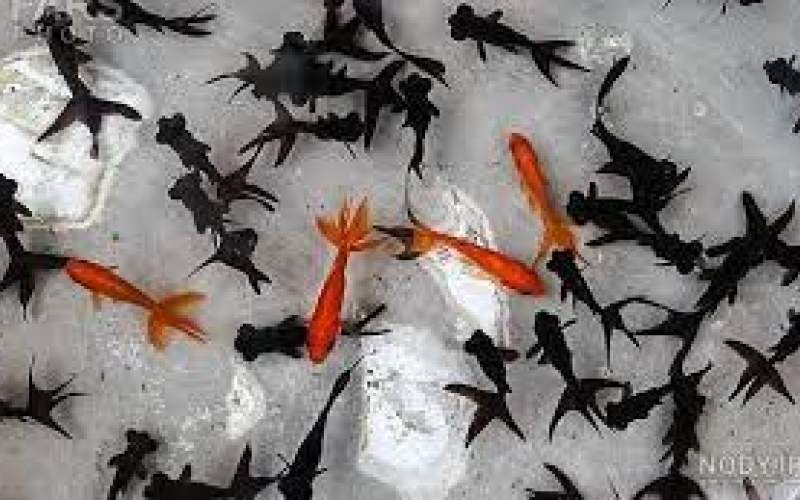 شکار غافلگیرانه‌ی ماهی قرمز توسط ماهی سیاه