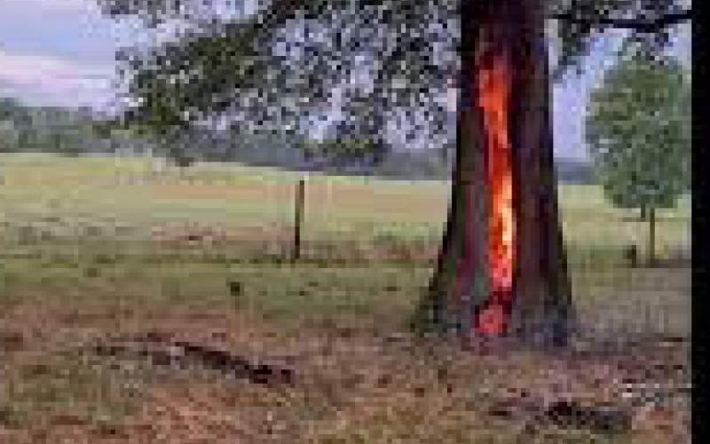 ویدئویی از آتش گرفتن عجیب یک درخت /فیلم