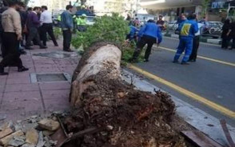 انسداد مسیر خیابان ولیعصر به علت سقوط درخت