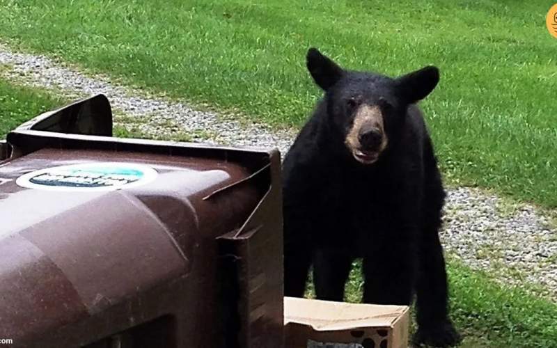 تلاش یک خرس برای باز کردن درب سطل زباله