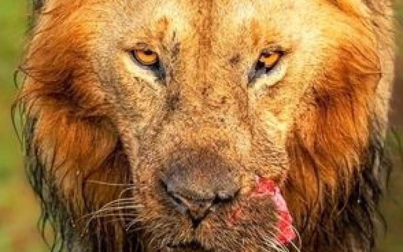 یک شیر نر با دهان پاره شده درحیات وحش آفریقا