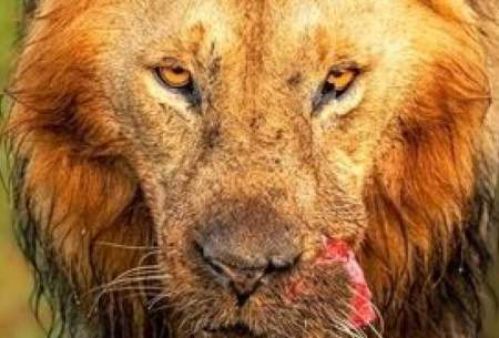 یک شیر نر با دهان پاره شده درحیات وحش آفریقا