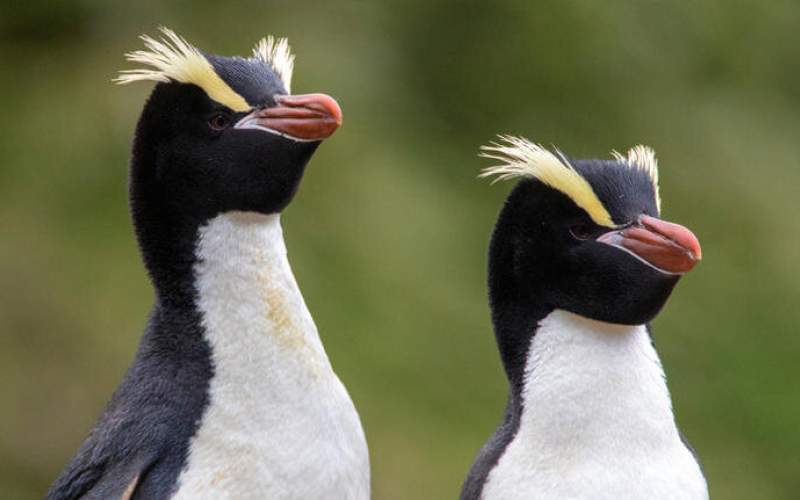 لحظات عاشقانه نظافتچی باغ‌وحش با یک پنگوئن