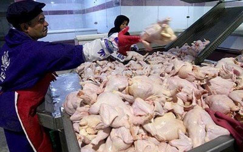 وضعیت تولید گوشت مرغ در مرغداری ها