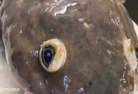 صید یک ماهی عجیب و ترسناک /فیلم