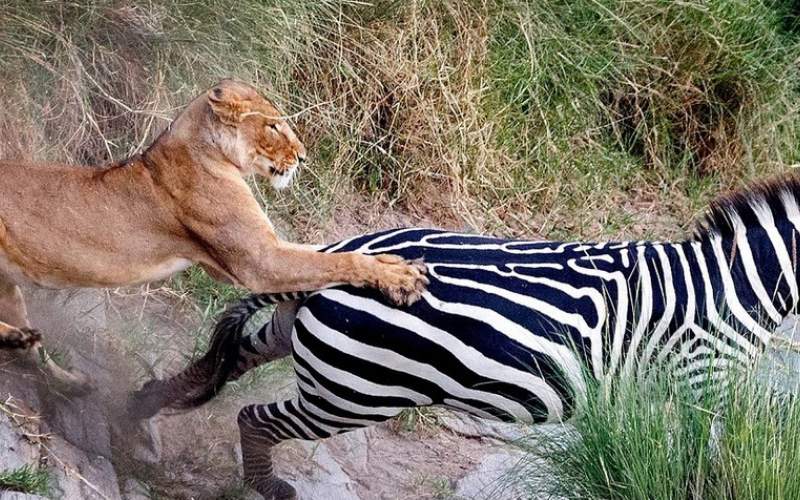 گورخر شجاع بچه خود را از حمله شیر نجات داد