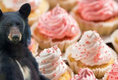 خرس سیاه یک جعبه کیک سرقت کرد /فیلم