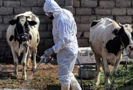 افزایش مبتلایان به تب کریمه کنگو در عراق
