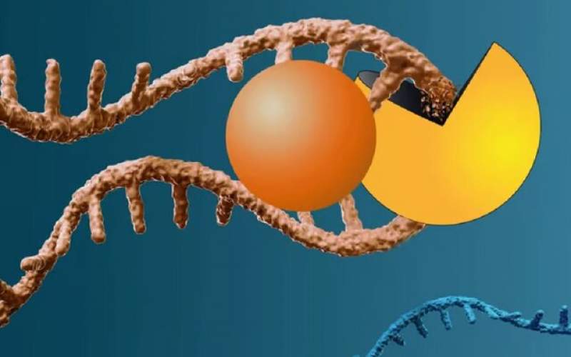 مولکولی که ژن رایج سرطان‌زا را می‌جود!