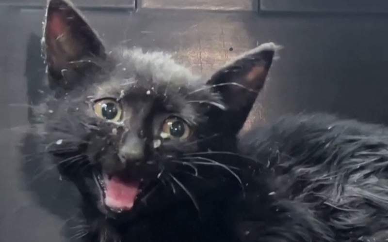 نجات بچه گربه‌ای که ۳ روز در لوله گیر کرده بود