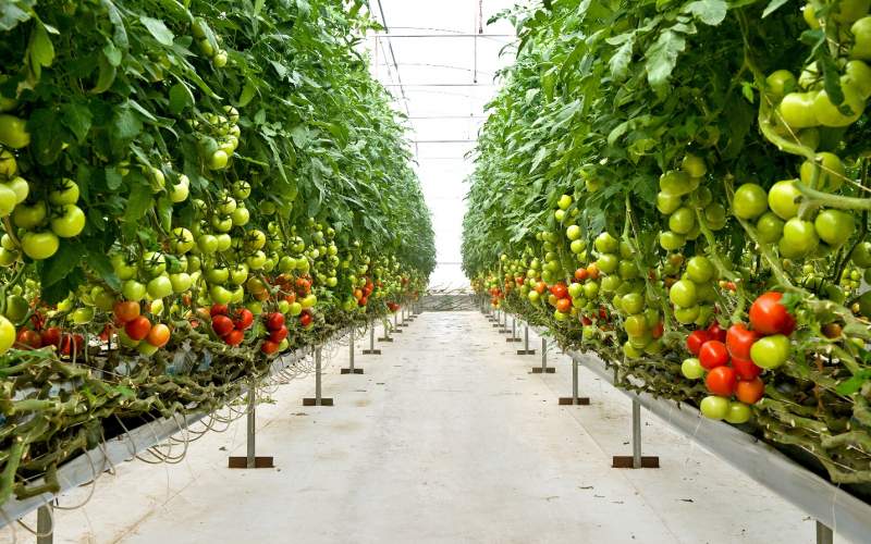بهترین بذر گوجه گلخانه ای برای صادرات و بازار داخلی کدام رقم می باشد؟