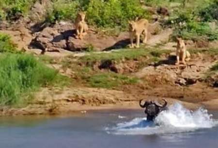 بوفالودر نبرد مرگ و زندگی ۱۰شیر‌ را مغلوب کرد