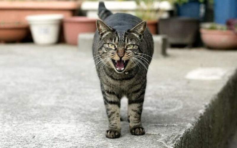 دعوای قلدرترین گربه ترکیه با یک گربه ولگرد