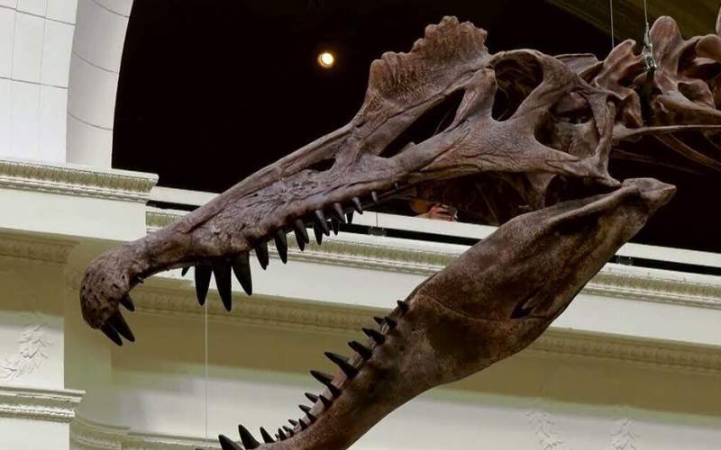 نمایش فسیل بزرگترین دایناسور شکارچی جهان