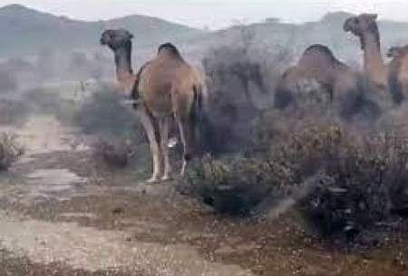 سیل عربستان شترها را هم با خود برد! /فیلم