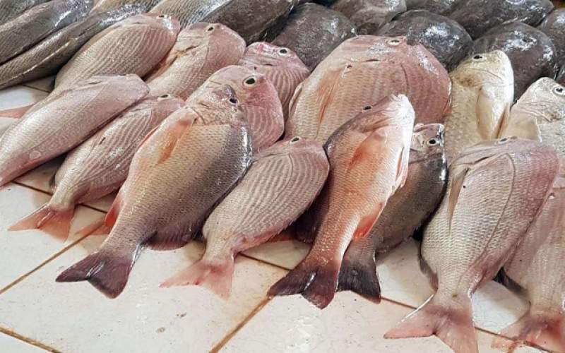 قیمت انواع ماهی 14 خرداد ۱۴۰۲/جدول