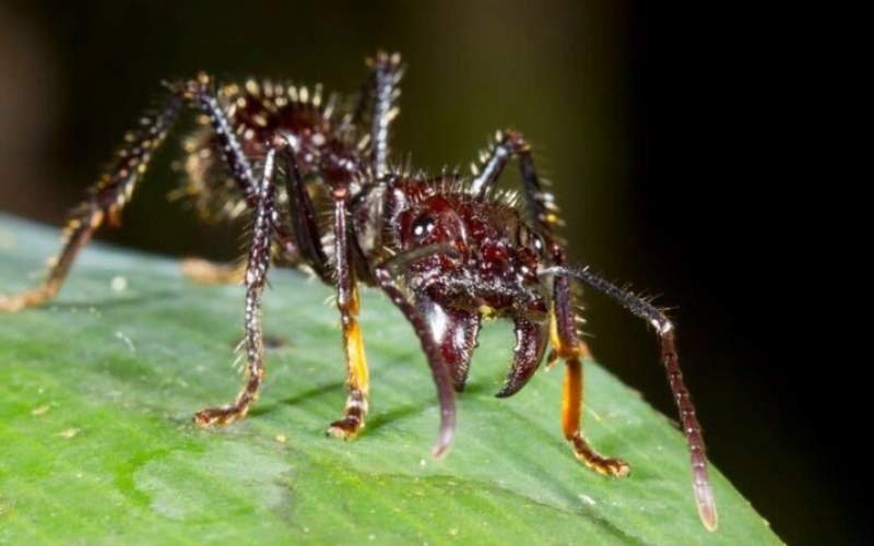 کشف زهر فلج‌کننده عصبی در مورچه!