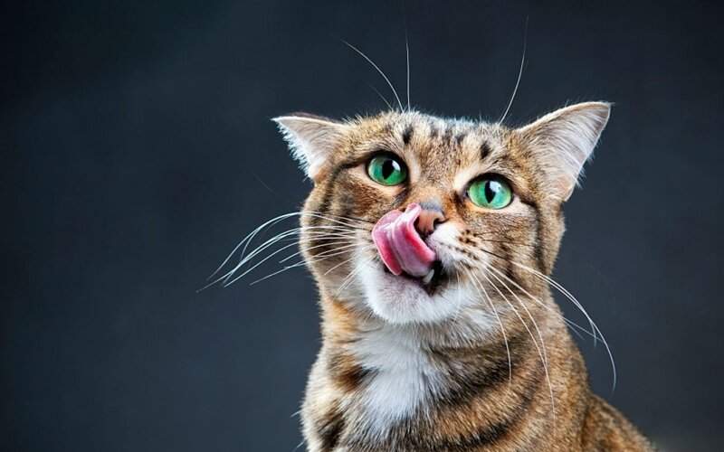 ویدیویی از رفع خستگی گربه در جهان پربازدید شد