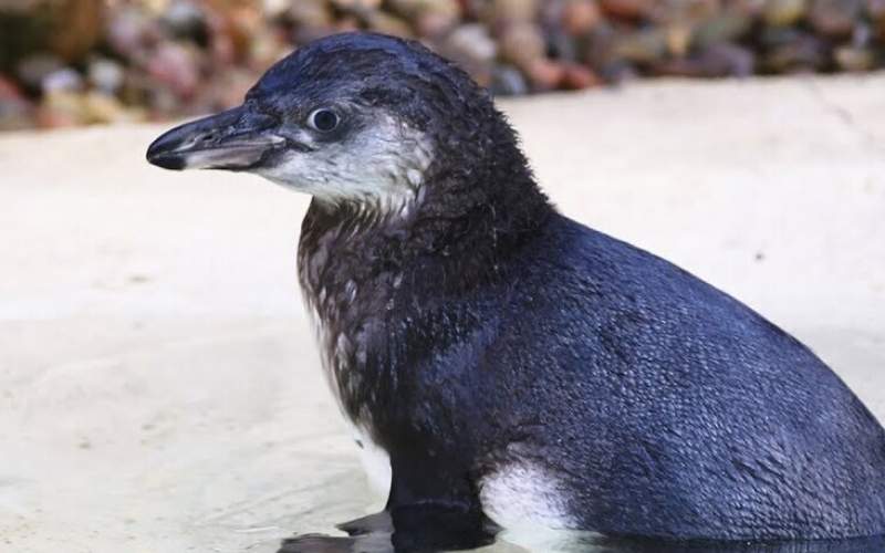 آموزش شنا به یک جوجه پنگوئن /فیلم