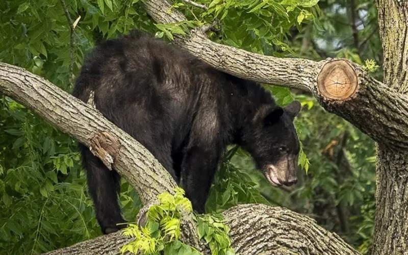 خرس سیاه سرگردان در واشنگتن دستگیر شد