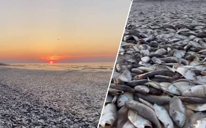 هزاران ماهی مرده روی ساحل خلیج تگزاس