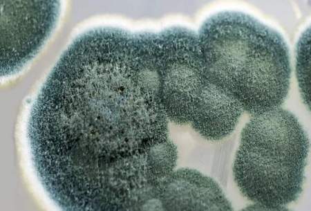 قارچ‌ها نانوذرات با خواص ضدمیکروبی تولید کردند