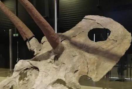 نمایش جمجمه دایناسور ۷۰ میلیون ساله