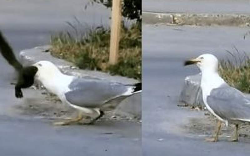 مرغ دریایی یک سنجاب را به سختی بلعید!