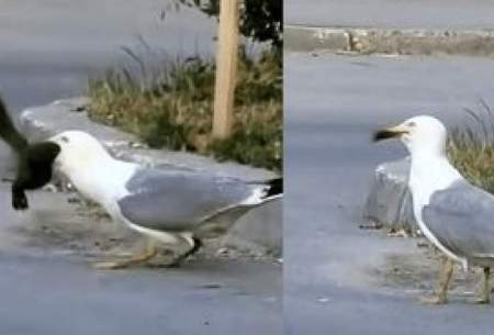 مرغ دریایی یک سنجاب را به سختی بلعید!