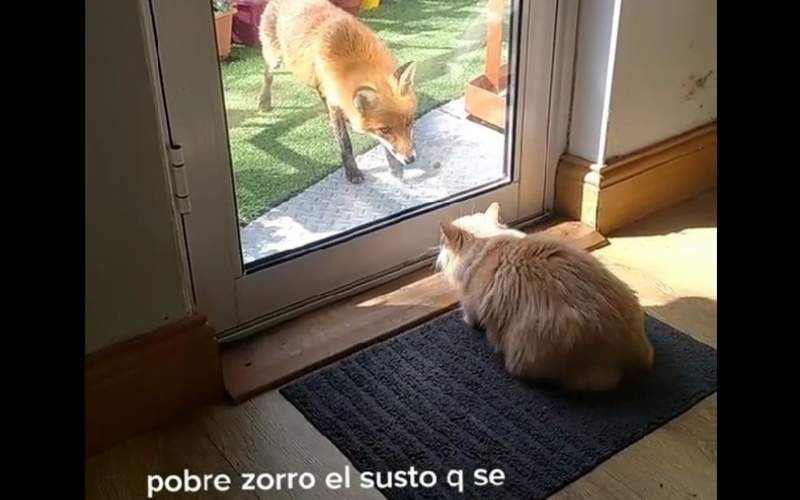 حمله خنده‌دار گربه خانگی به روباه /فیلم