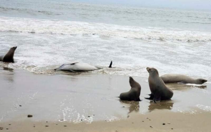 تلف شدن صدها دلفین و شیردریایی در آمریکا