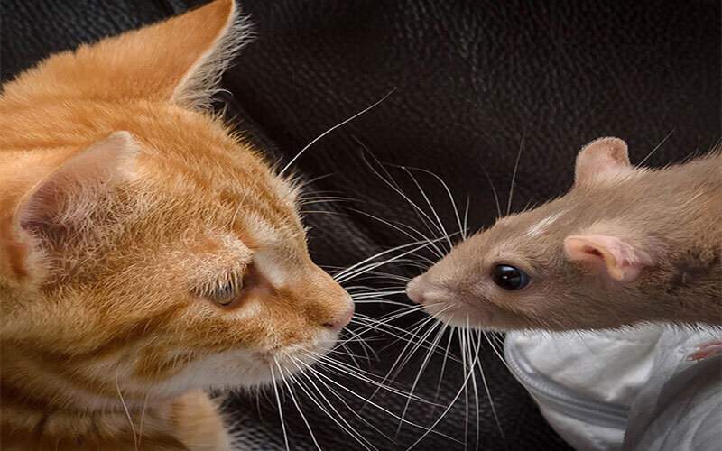 حمله باورنکردنی یک موش بزرگ به گربه شکارچی