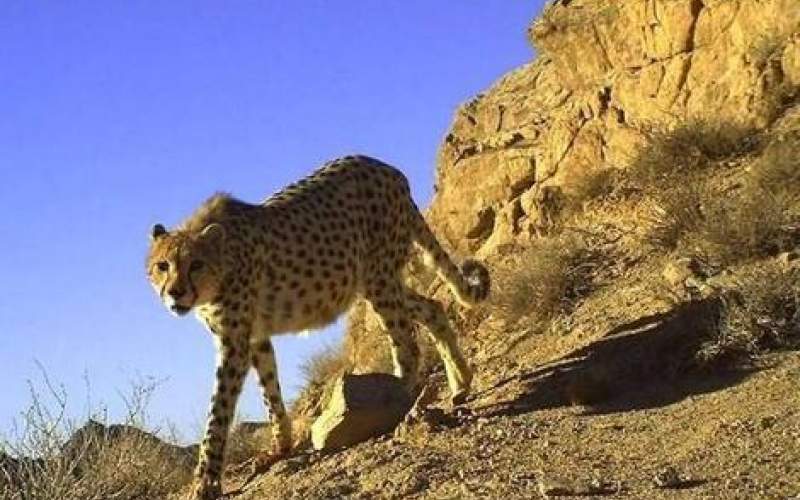 یک یوزپلنگ دیگر در ایران تلف شد