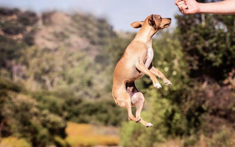 پرش باورنکردنی یک سگ در حد قهرمانان المپیک