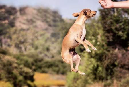پرش باورنکردنی یک سگ در حد قهرمانان المپیک