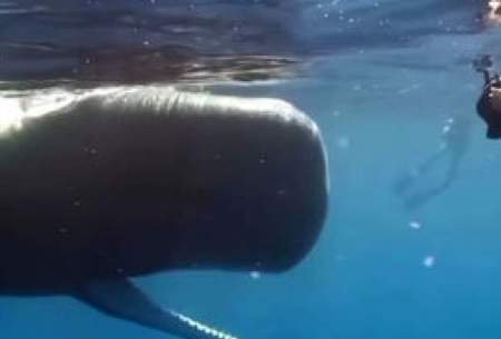 خواب عجیب نهنگ‌های غول‌پیکر در آب