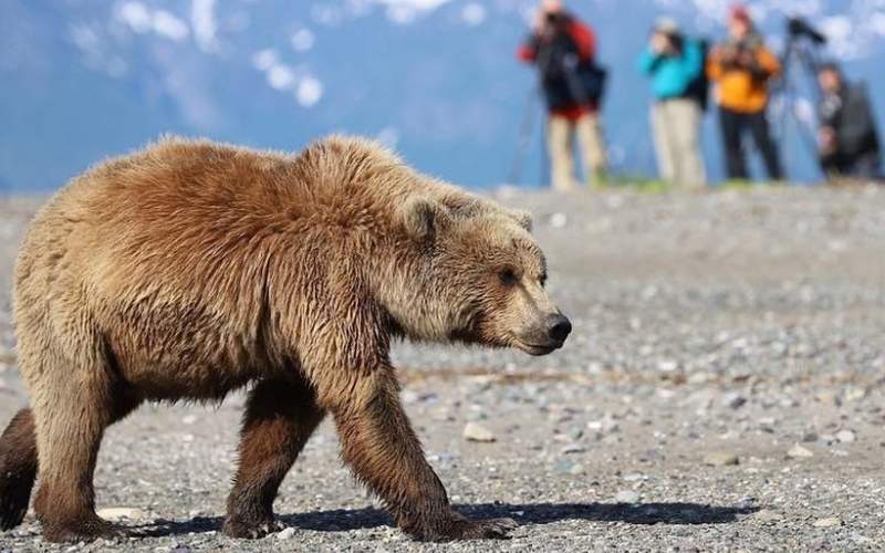واکنش عکاس حیات وحش به یورش یک خرس