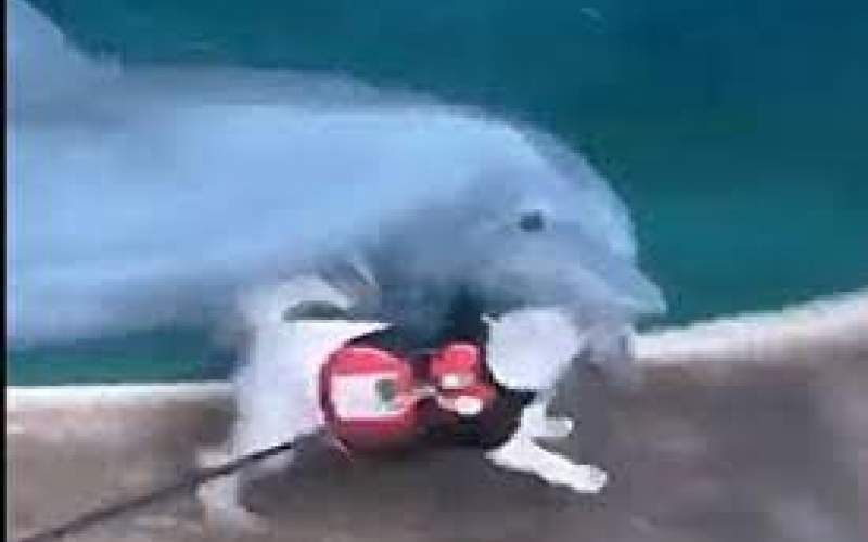 ویدیویی پربازدید از بازی یک سگ با دلفین
