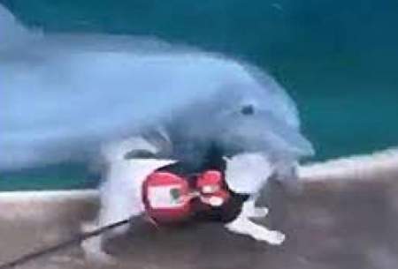 ویدیویی پربازدید از بازی یک سگ با دلفین