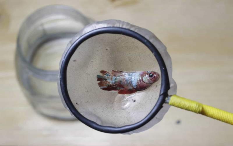 خودکشی یک ماهی در مقابل دوربین مدار بسته