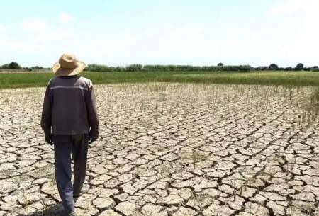 تشدید بحران آب با ممنوعیت واردات برنج